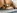 Couple de blacks en train de baiser