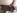 Melody, une panthere noire, bais�e par un petit blanc