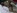 Melody, une panthere noire, bais�e par un petit blanc