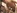 Deux geishas japonaises poilues dans un film porno