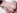 Le casting X d'une japonaise poilue avec une bite et un vibro