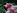 film X avec une brune � grosse chatte et gros seins prise en anal