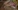 Video porno amateur d'une etudiante prise en anal